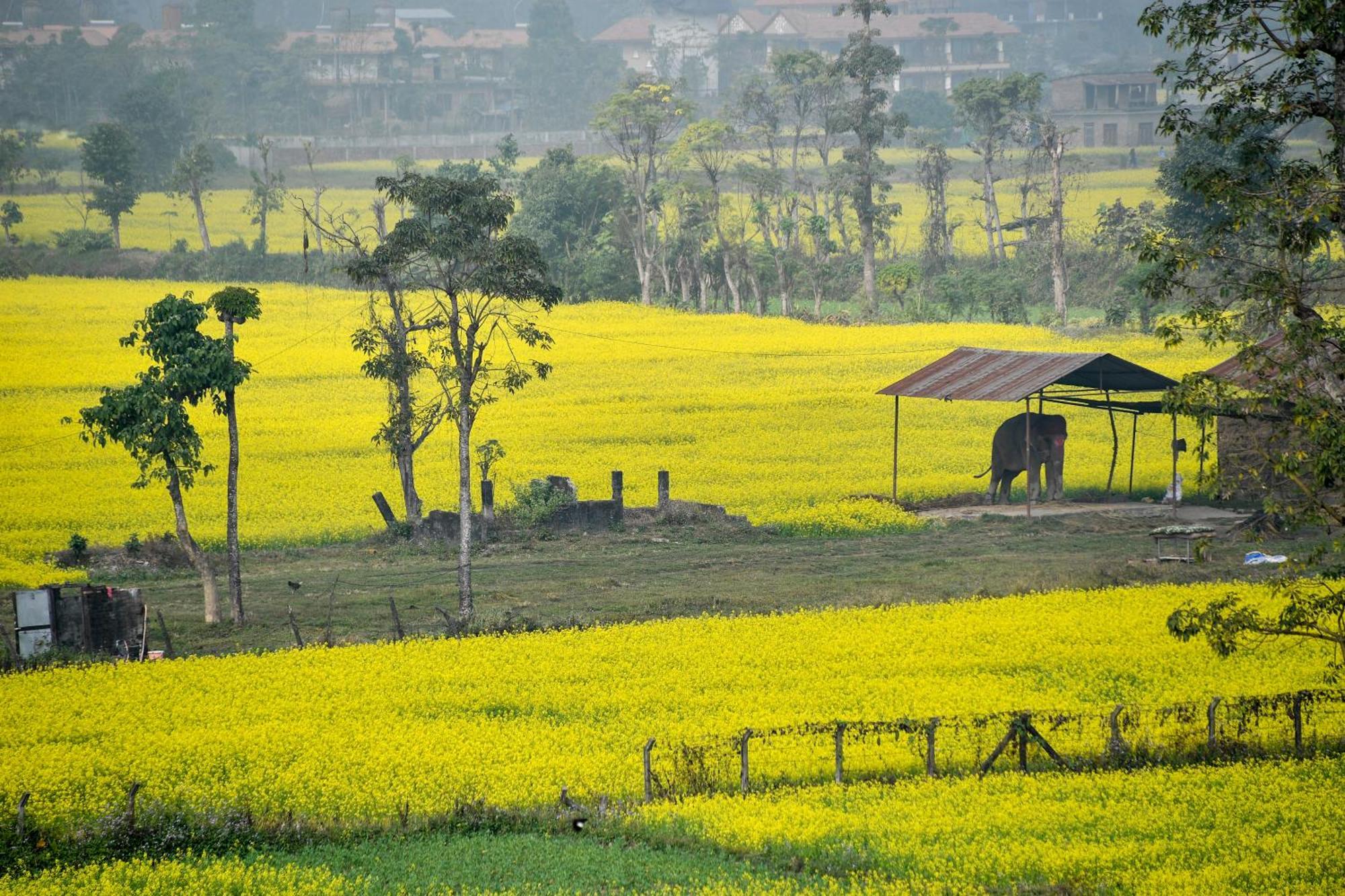 Sweet Home Chitwan Exteriör bild